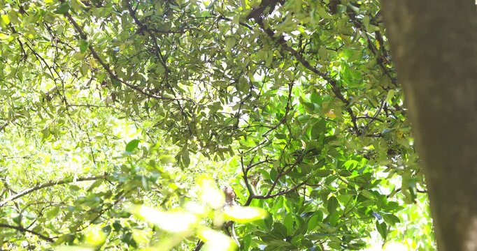 Traditional asian monkey on mangrove tree branch tropical rainforest wildlife animal