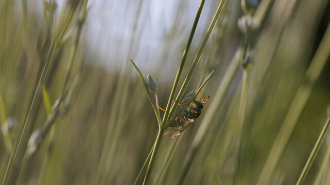 A wasp of genus Polistes dominula