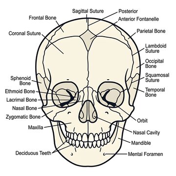 Anatomical diagram of infant skull bones and sutures.