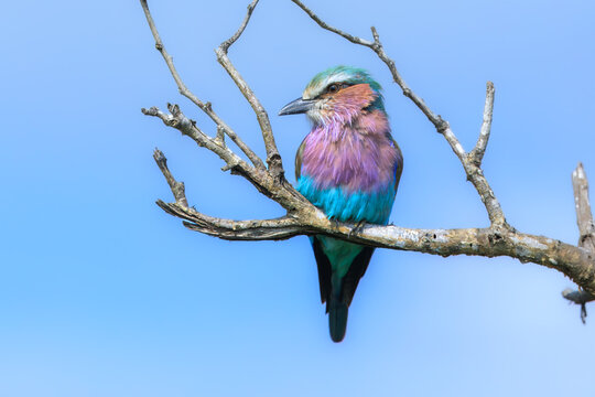 Vibrant lilac-breasted roller (Coracias caudatus) perched on a dry dead branch against a clear blue sky background, Kruger National Park, South Africa.