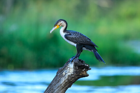White-breasted cormorant (Phalacrocorax lucidus) perched on a dead tree log over water, Kruger National Park, South Africa.
