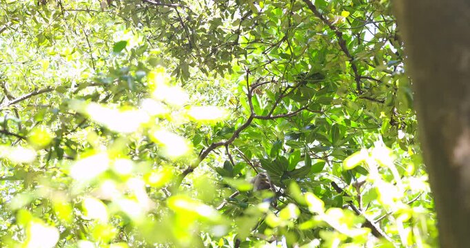 Traditional asian monkey on mangrove tree branch tropical rainforest wildlife animal
