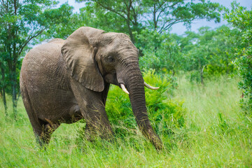 Fototapeta premium African Bush Elephant (Loxodonta africana), covered in reddish-brown mud/soil, standing in green grass with its trunk curled up in a dynamic, alert gesture.