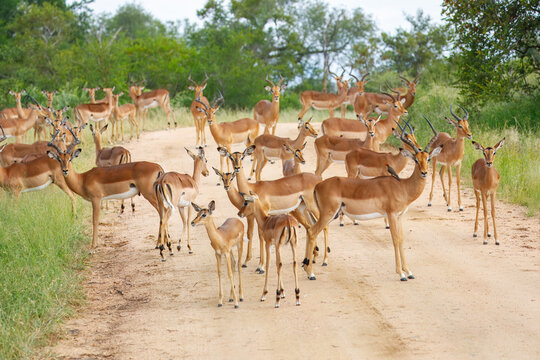 A large herd of alert female impala antelopes standing together on a dirt road during a safari in Kenya.