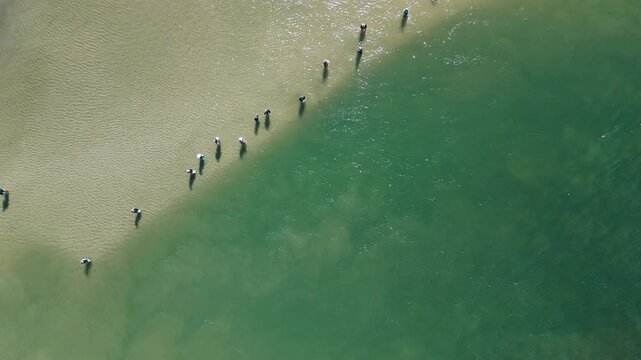 Fishing with dolphins, authentic fishing tradition in Brazil. Aerial view of the group of fishermen collaborating and fishing together with dolphin