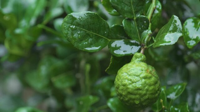Close-up of fresh kaffir lime (bergamot) hanging on tree with glistening raindrops after rainfall in lush tropical garden.