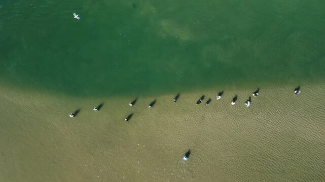 Fishing with dolphins, authentic fishing tradition in Brazil. Aerial view of the group of fishermen collaborating and fishing together with dolphin
