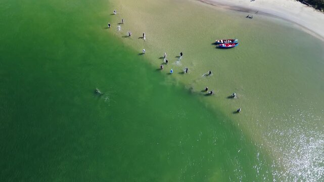 Fishing with dolphins, authentic fishing tradition in Brazil. Aerial view of the group of fishermen collaborating and fishing together with dolphin