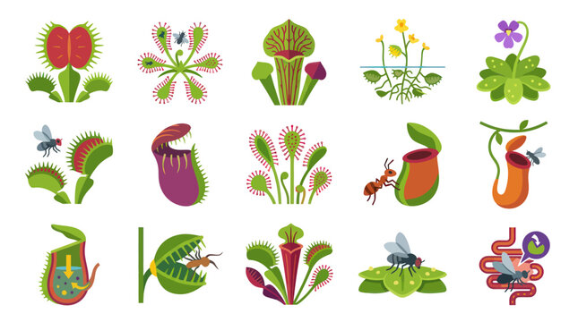 Botany Flat Vector Illustration of Carnivorous Plants - Diverse Insectivorous Species and Trapping Mechanisms