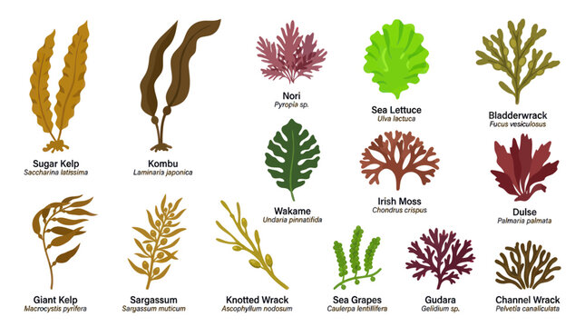 Flat Vector Illustration of Edible Seaweed and Marine Algae Types with Names for Biology
