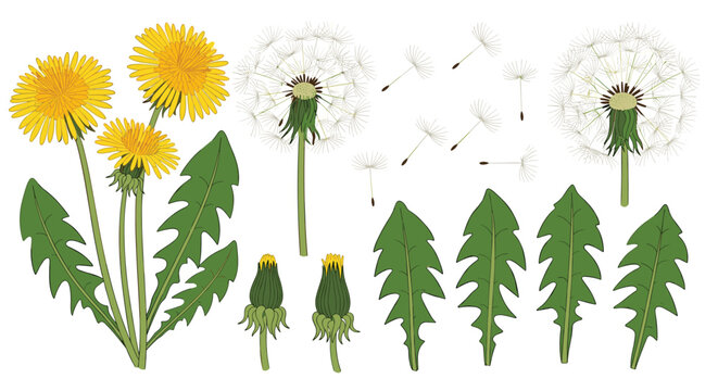 Botanical illustration of yellow dandelions at different growth stages including flowers, closed buds, seeds, and flying seed heads.