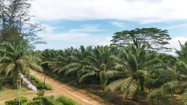 Aerial view of a palm oil plantation with rows of palm trees, a dirt path, and a clear sky in Tanahgrogot, Kalimantan Timur, Indonesia.