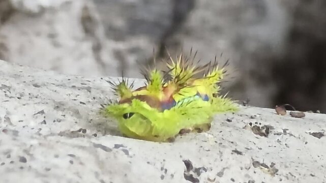 
4K Extreme Close-up Macro Shot of a Colorful Spiny Slug Caterpillar Standing Still on a Stone Surface #002

 