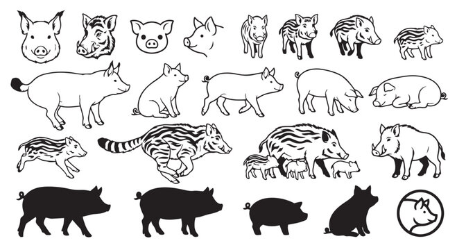 Hand drawn illustrations of pigs and piglets in various poses with livestock illustration domestic