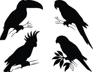 Obraz premium Tropical bird silhouettes set, black parrot and toucan vector icons, exotic cockatoo and macaw bird shapes on branches for nature design