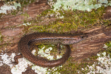 Fototapeta premium Close up of a common skink, Oligosoma polychroma, also known as the northern grass skink, which is a species of skink native to New Zealand