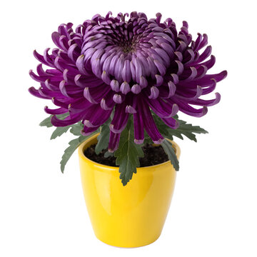 Autumn Purple Chrysanthemum in Yellow Ceramic Tob