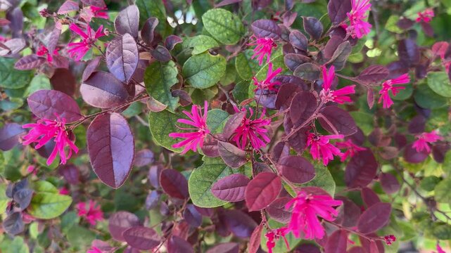 Loropetalum chinense var. rubrum Chinese fringe flower Redleaf loropetalum