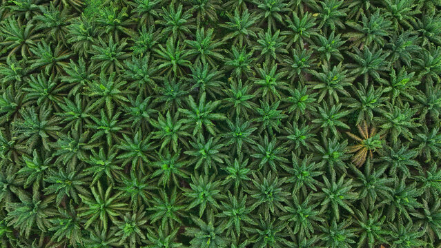 Aerial view of a lush palm oil plantation with rows of green palm trees in Tanahgrogot, Kalimantan Timur, Indonesia.