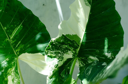 Variegated Elephant Ear Plant Leaves with Green and White Patterns