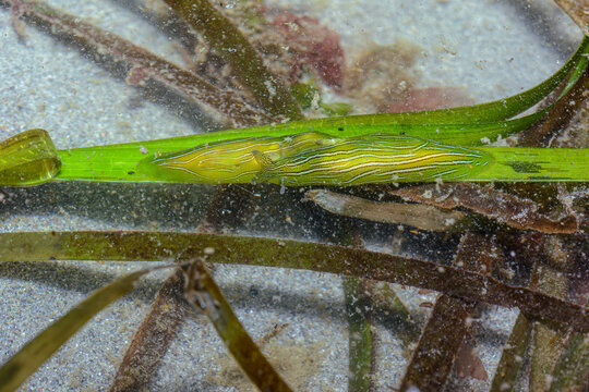Eelgrass Sea Hare on Eelgrass Blade