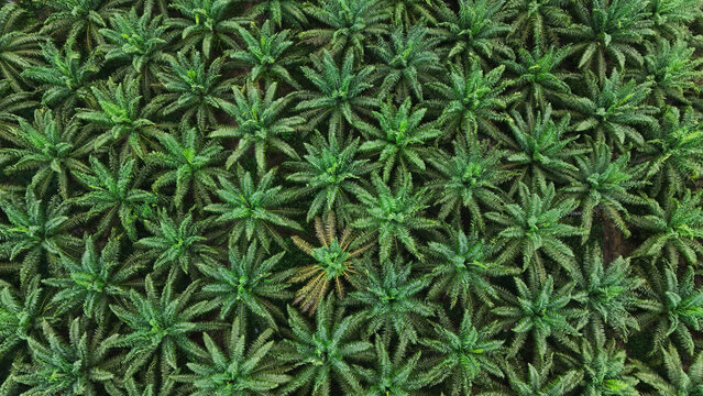 Aerial view of a vast palm oil plantation with rows of lush green trees in Tanahgrogot, Kalimantan Timur, Indonesia.