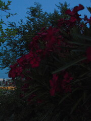Flora © Martin