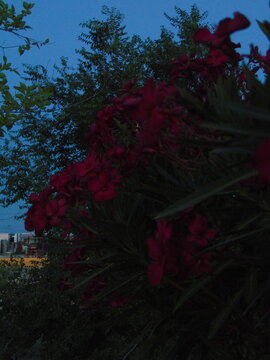 Flora
