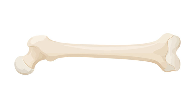 Healthy White Human Femur Bone Anatomy Icon