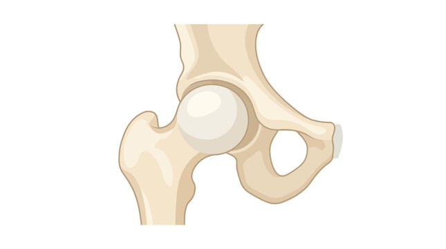 Hip Joint with Femur Head and Pelvic Socket