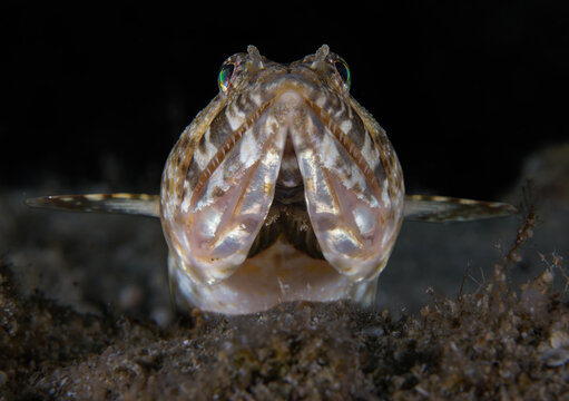 Head shot of a lizard fish