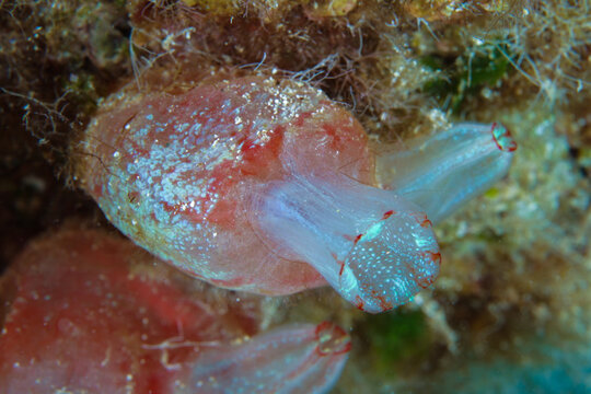 Sea squirt from Cyprus