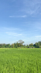 Vertical Green Rice Field And Sky © Zidane