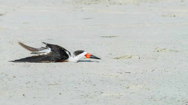 A Moment of Rest: Black Skimmer on the Shoreline