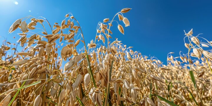 Expansive oat field under a vibrant blue sky during sunny summer.