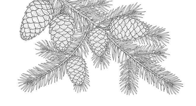 Detailed hand drawn sketch illustration of a pine tree branch with multiple cones isolated on white background.