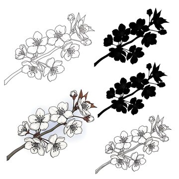 A collection of four illustrations of flowering branches in various styles and colors