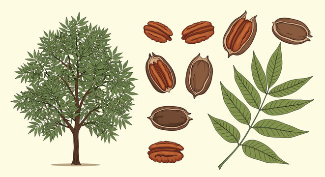 Botanical illustration set of a pecan tree including whole nuts in husks, shelled pecans, and a compound leaf branch for agricultural themes.