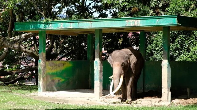 Sumatra elephant with long crossed tusks standing in a shelter at Bukittinggi Zoo, West Sumatra, Indonesia
