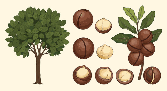 detailed illustration of macadamia nuts in various forms including a whole tree a branch with nuts and shelled nut kernels on a light background.