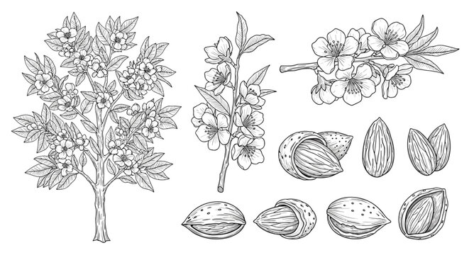 detailed set of black and white drawings featuring an almond tree branch with flowers and various whole and shelled almond nuts on white background.