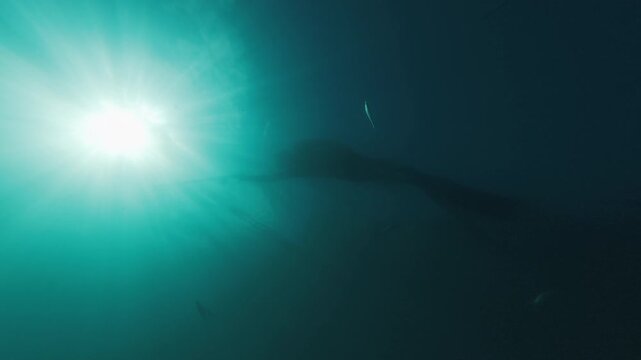 Underwater view of the hunter swimming slowly in the sea with a speargun with school of tiny bait fish swimming around