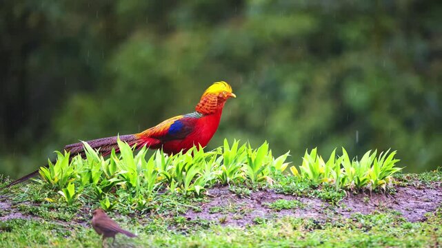 Vibrant male golden pheasant with colorful plumage standing on green grass under light rain.