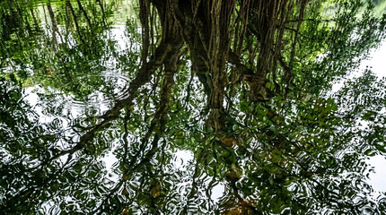 Fototapeta premium Reflection of a large banyan tree with hanging roots in the rippling water of a pond