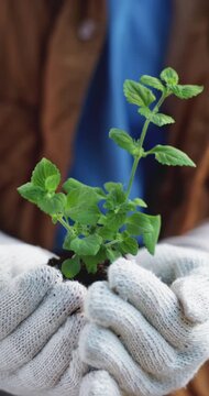 Hands, person and volunteering with plant growth for earth day, soil restoration and eco friendly. Volunteer, gloves and leaves with organic fertiliser, sustainable environment and gardening outreach