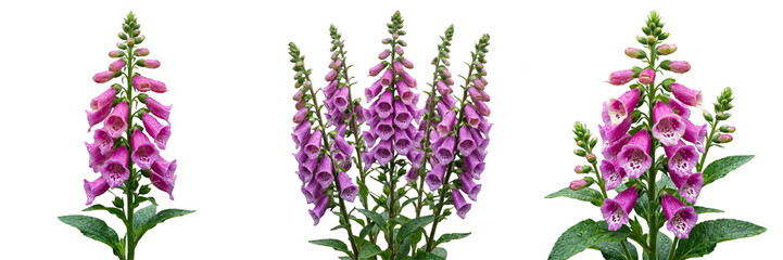 A collection of three high-resolution, isolated PNG images featuring tall, vibrant purple foxglove flower spikes, perfect for botanical design, garden-themed projects, floral arrangements, and cottage © Khan