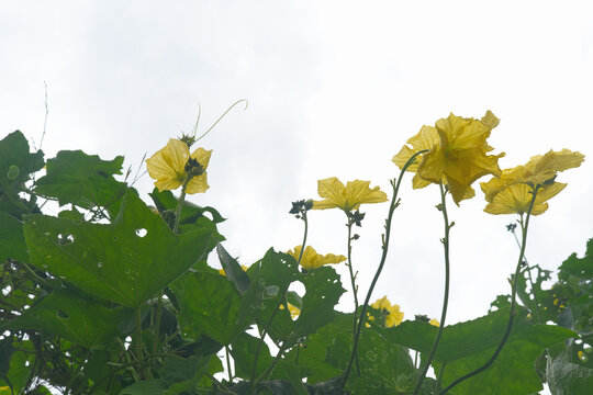 Yellow Luffa Flowers Blooming Against a Bright Sky