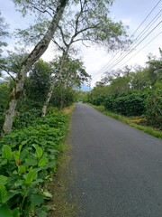 Fototapeta premium Scenic asphalt road through green forest and lush coffee plantations in Kenawat village, Bener Meriah, Aceh, Indonesia. A tranquil rural landscape perfect for nature and travel themes.