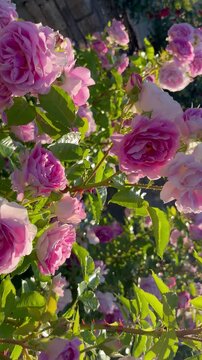 Flip-over shot of light pink and purple roses in a sunny rose garden