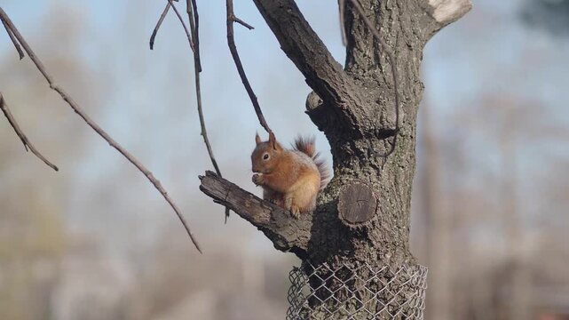 Squirrel sits on tree branch eating nuts